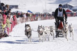 Lenk 2013